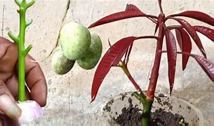 Stek Mangga Dengan Bawang Merah